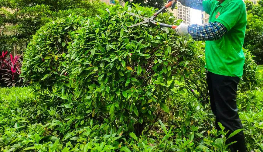 奉贤城市绿化带一般用什么树