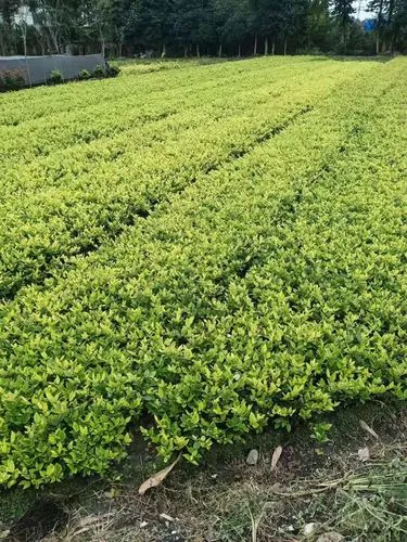 丰南市政道路绿化常用苗木
